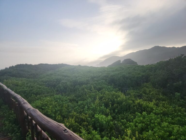 Lush green hiking trail with a wooden bridge surrounded by plants — representing sustainable travel and nature-focused living
