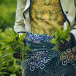 Farmer harvesting green tea leaves in Taraba, Nigeria, representing sustainable agriculture and rural livelihoods in Africa's climate fintech landscape.