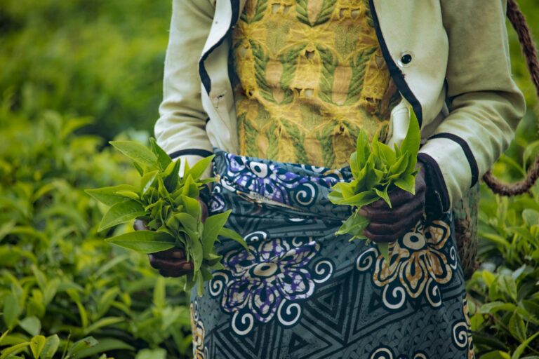 Farmer harvesting green tea leaves in Taraba, Nigeria, representing sustainable agriculture and rural livelihoods in Africa's climate fintech landscape.